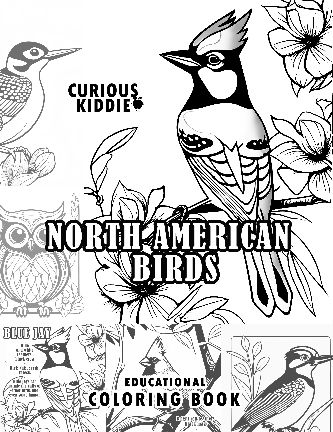 Curious Kiddie North American Birds Educational Coloring Book Cover