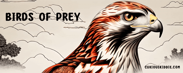 coppers hawk. birds of prey. web book banner